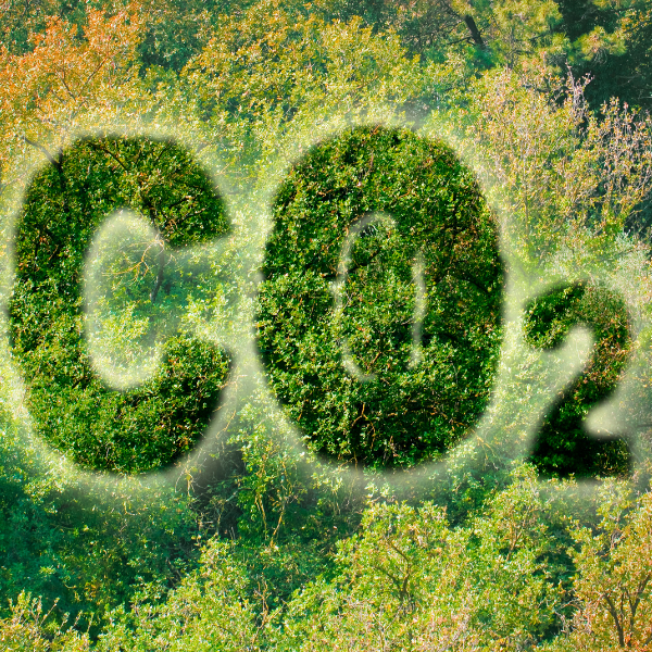 CO2-Schriftzug aus grünen Blättern vor einem Hintergrund aus Bäumen