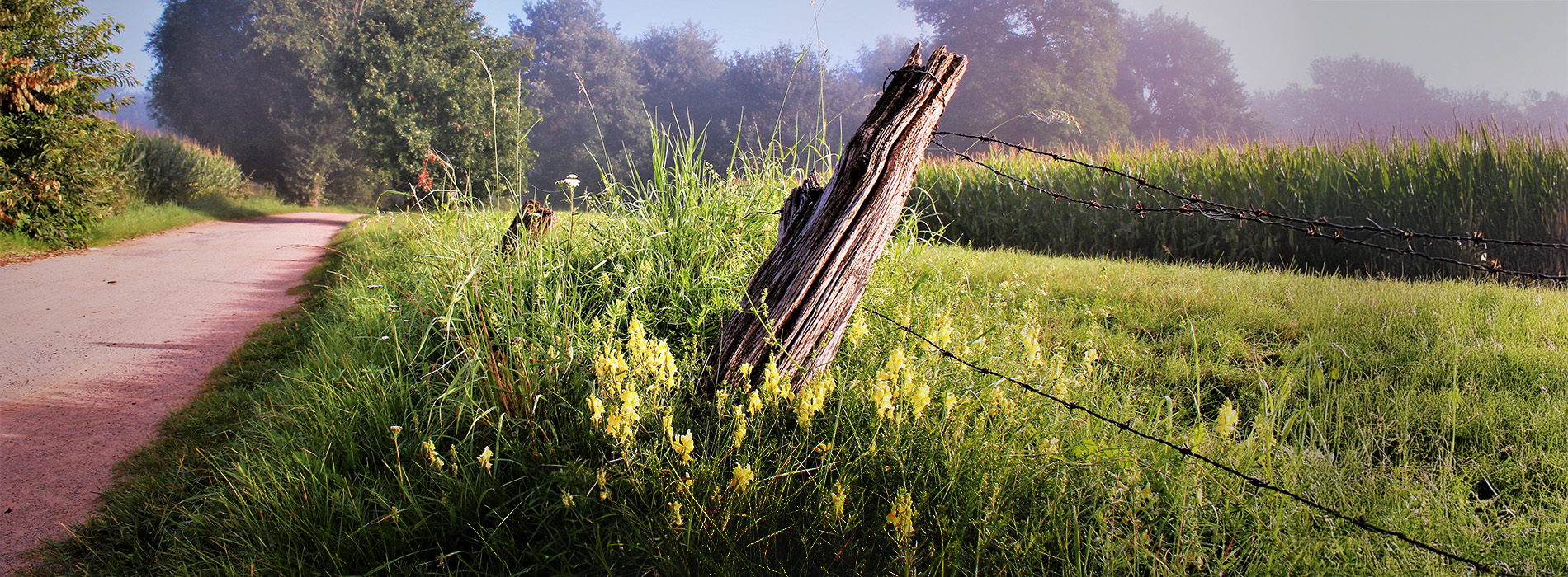 Wiesen im Emsland (Lengerich)