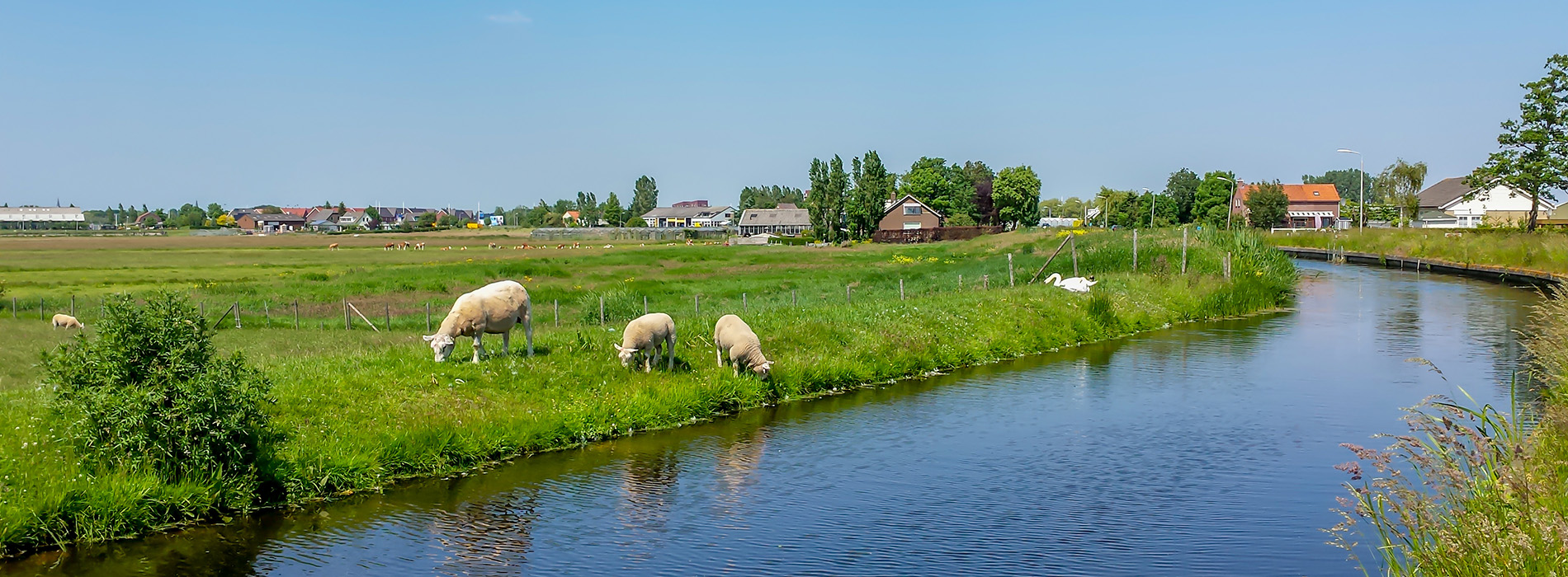 Schafe in der Nähe von Spelle